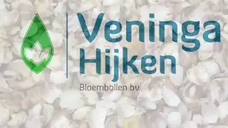 Schubben leliebollen bij Veninga Hijken