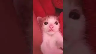 #kiyut #cat #comedyvideo #shortvideo  kiyut 😺😺😺😺