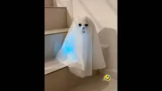 Cat Ghost 👻 #memepet #funnycats #funnydogs #funnyanimals