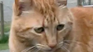 3 cats sitting on a rail