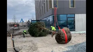 Faszination Großbaum: So entsteht der Schaugarten des Coreum Hotels - Baumschule Lorenz von Ehren