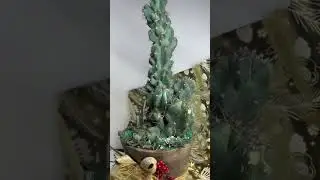 Monstrose Cactus