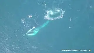 Fin Whale Lunge Feeding  - Wild Atlantic Way, West Cork, Ireland - 24th October 2018