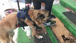 Собака без лапы Ксюша в поддержке ZooLab