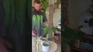 Moss Pole Week Ep 4: My Biggest Mistake! #plantcaretips #houseplants #aroids #mosspole #pots