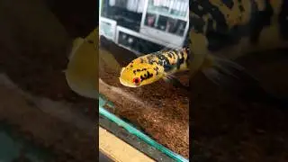 TANPA LAMPU WARNA KUNING PISANG DAN KUNING CHANA MARU #channa