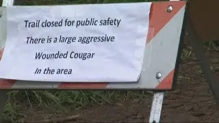 Cougar killed after one spotted near Angel's Rest trailhead in Columbia Gorge