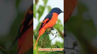 Orange minivet#bird #wildjourney #journeys #nature #wildlife
