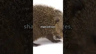 Meet the Tenrec