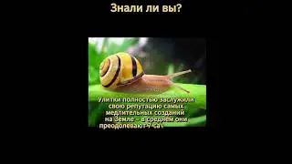 Маленькие и медлительные Улитки. Факты об улитках!)) Snail facts!))