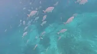 2025 11 Bermuda Chub under boat