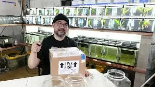Unboxing 10x Betta fish from California and Indonesia all the way to Hawaii.