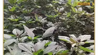 Caleb Karuga on Mboga kienyeji farming in Kenya