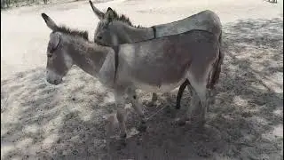 Gay Donkey Meeting Mastii donkey #video #meeting