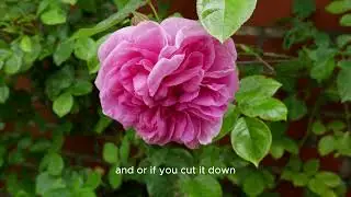 Gertrude Jekyll Rose Review