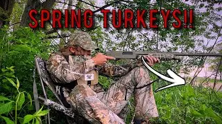 My Spring Turkey Season....