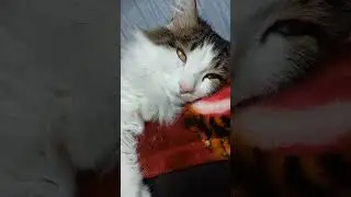 Кузя выпал в астрал.😂 #врек #cat #котофейка #сон