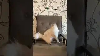 Ragdoll Atos &mdash; is a blue-point cat