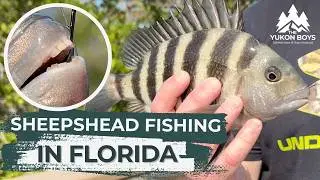 Sheepshead Fishing on Robinson Preserve in Florida - Will We Catch Dinner?