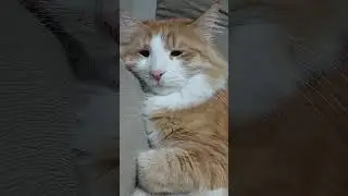 Kedi G&uuml;neş Parazit ila&ccedil;larını aldı. #keşfet #kesfeteyyiz #chat