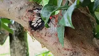 Whispers of the Wild: Butterfly vs. Ants - Harsh Insect Survival (Relaxing Nature Sounds)