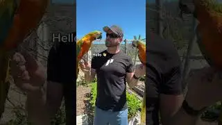 Macaws Just KEEP TALKING! HELLO! 👋 #macaw #parrots #bird #birds #parrot #talkingparrot