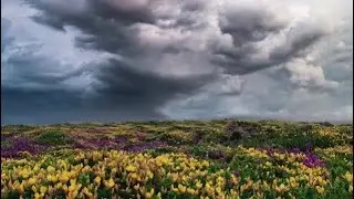 Islamic Background Video No Copyright - Wonderful Flower 🌺 Garden