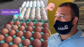 FABR&Iacute;CIO E O VENDENDOR DA GLOBO AVES | JEOVANI | PINTINHOS DE UM DIA 🐣🐣🐣🐣🐣🐣🐣🐣🐣🐣🐣🐣🐣🐣🐣