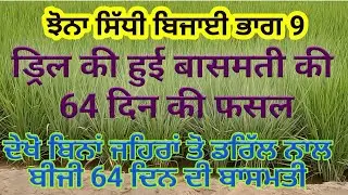 64 days old DSR Basmati by SherGill Markhai