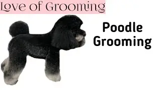 Poodle Grooming with Some Flare!
