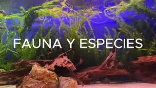 macroalgas