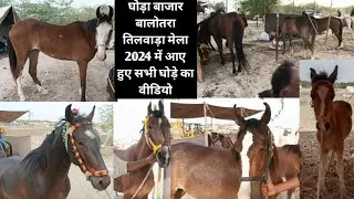 घोड़ा बाजार बालोतरा तिलवाड़ा मेला 2024 में आए हुए सभी घोड़े का वीडियो #sindhi_horse video