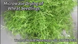 How Does Loyal Company Microwave Dry Wheat Sprouts for Sustainable Farming?﻿+86-13176674591