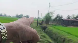 💥 Bán 2 Mẫu Đất Đen Trồng Sầu Riêng Thì Không Còn Đất Nào Bằng @
