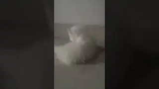 little kitten tring to walk