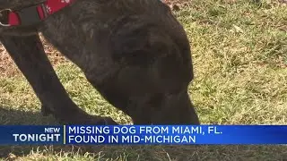 Missing dog from Miami, FL. found in Mid-Michigan