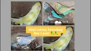 Budjigs parrot Mini colony me breeding start ho gayi h #budgielove #budgiebreeding #budgiebreeder 