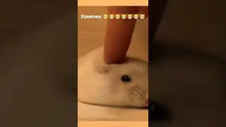 видео не моё #recommended #хомяк #рекомендации #мем #мелстройврек #прикол