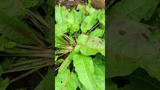 allotment, is this a docknleaf? #allotmentlife #garden