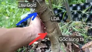 Lsu Gold gh&eacute;p nối bằng LDA tr&ecirc;n gốc sung ta sẽ ra sao?