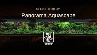 EPIC 300cm 10 feet Panoramic Aquascape - 240 days!