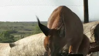caracal vs pigeon