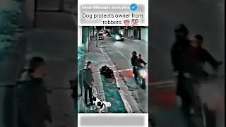 Dog protects owner from.....😭💔 motivational status #motivation #whatsappstatus #youtube #attitude
