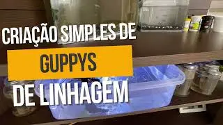 CRIA&Ccedil;&Atilde;O SIMPLES DE GUPPYS DE LINHAGEM