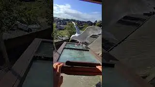 My Pet Seagull Regrets His Life Choices...