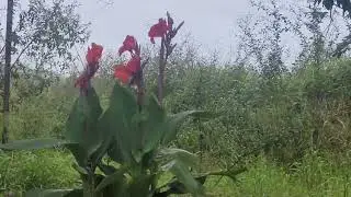 033 - Dias lindos na minha abelhinhas