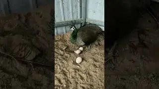Peacock Secrets: Male vs. Female Feathers! #youtubeshorts #viralvideo #viralvideos #peacock #shorts