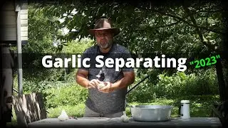 Garlic Separating / Checking The Drying Process