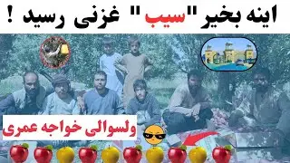 وضعیت فروشات سیب در خواجه‌ عمری غزنی؛ رونق یا رکود؟ #گزارش_محلی #سفر_و_فرهنگ
