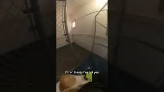 POV Firefighter Rescues a Dog from an Animal Shelter | Emotional First-Person Save